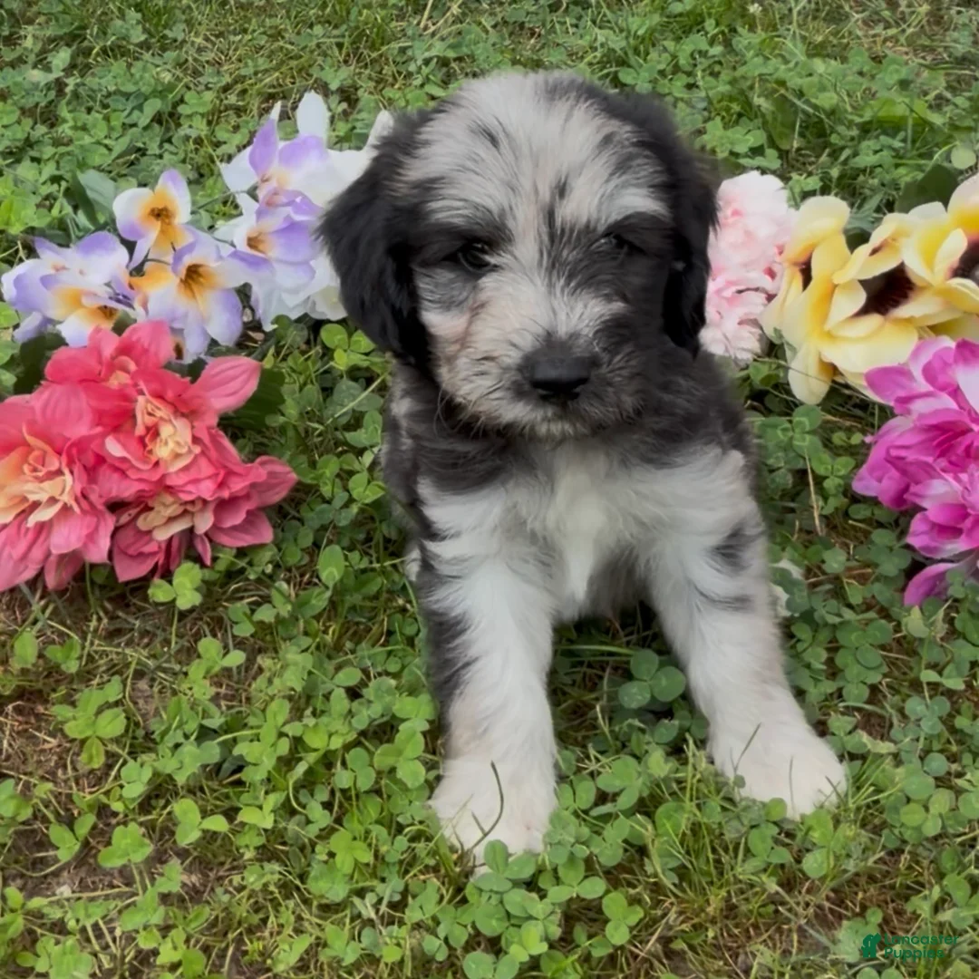 Mini Goldendoodle dogs for sale: Basil - Ad 2