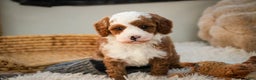 Miniature Poodle dogs for sale: Rick - Ad 10