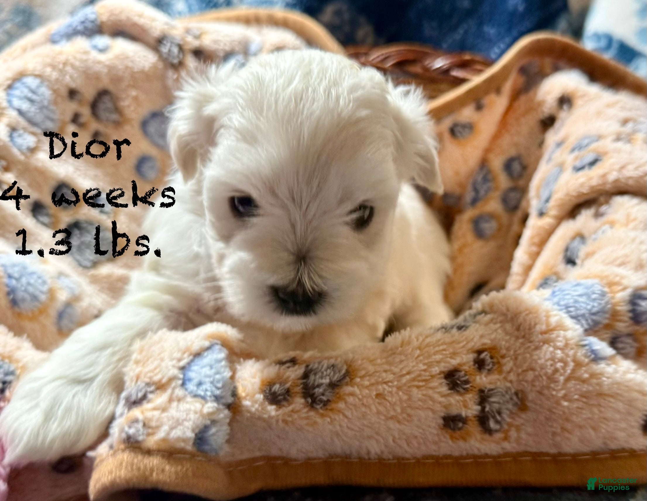 Miniature Schnauzer dogs for sale: Dior - Ad 1