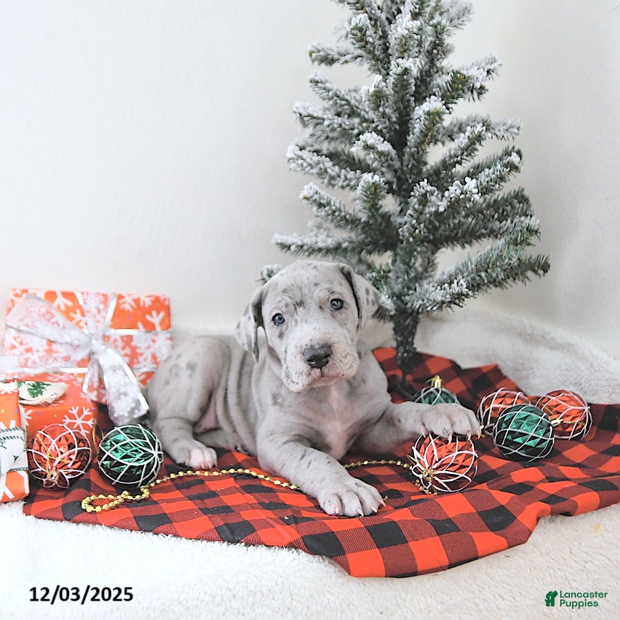 Great Dane dogs Ivy - Ad 25