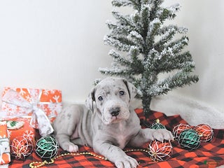 Great Dane dogs Ivy - Ad 10