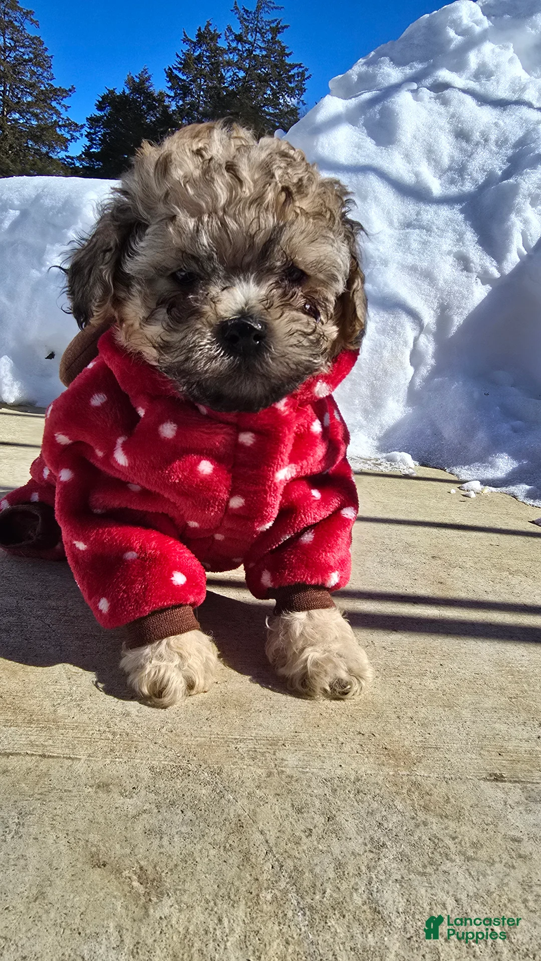 Toy Poodle dogs for sale: Lake  - Ad 4