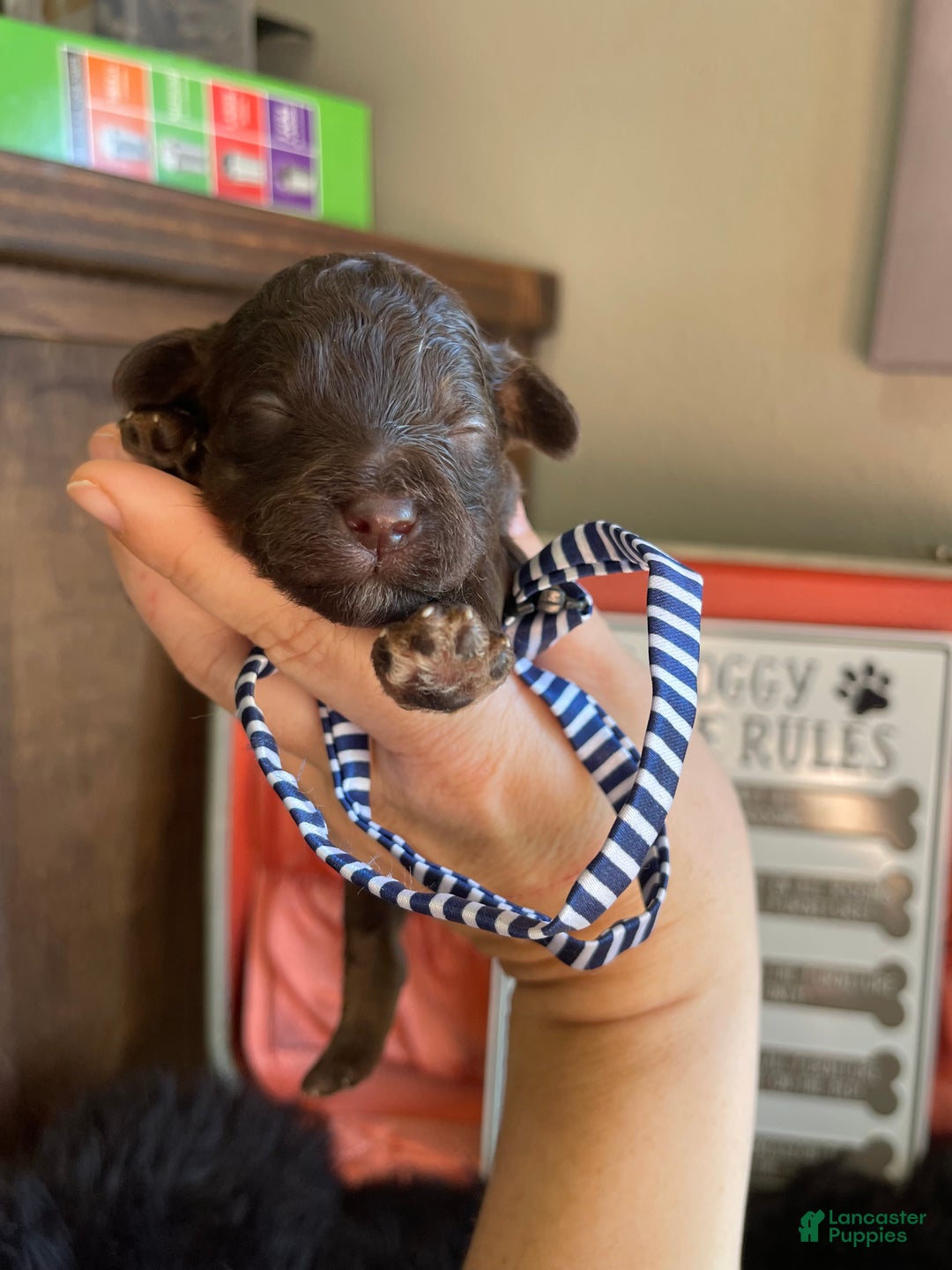 Miniature Poodle dogs for sale: Akc Clear Chocolate Phantom Boy 1 - Ad 13
