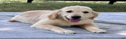 Golden Retriever dogs for sale: Westin - Ad 3