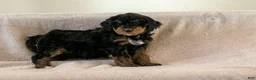Bernedoodle dogs for sale: Cinderella - Ad 4