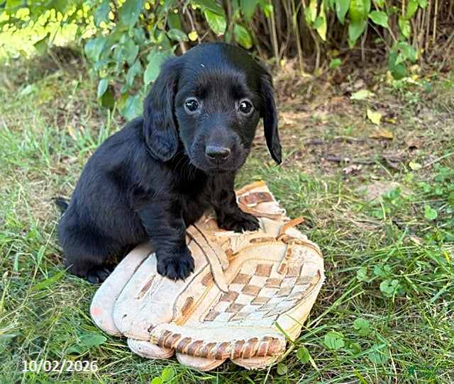 Dachshund dogs Tessa - Ad 1