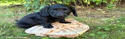 Dachshund dogs for sale: Tessa - Ad 1