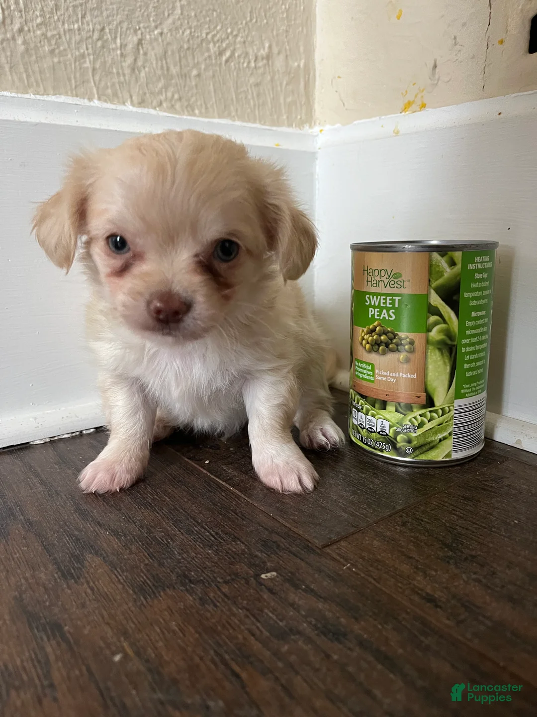 Chihuahua dogs for sale: Long hair green eyes-Logan - Ad 3