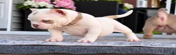 American Bully dogs for sale: American Bully 1 - Ad 4