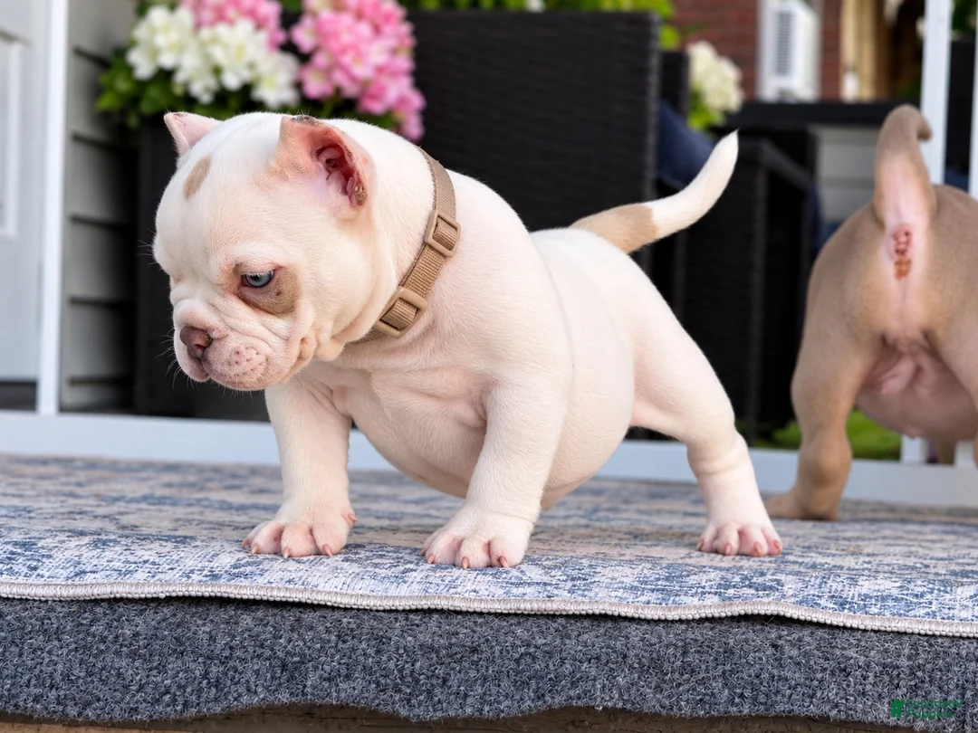 American Bully dogs for sale: American Bully 1 - Ad 4