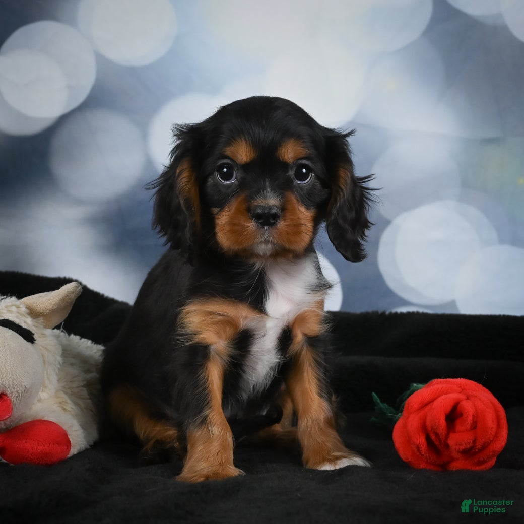 Cavalier King Charles Spaniel dogs Clyde - Ad 1