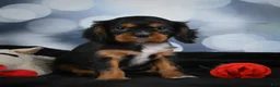 Cavalier King Charles Spaniel dogs for sale: Clyde - Ad 1