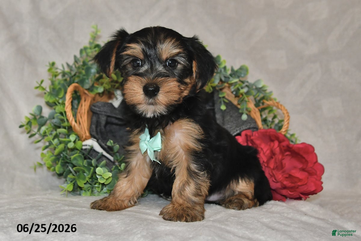 Yorkshire Terrier dogs Drew - Ad 2