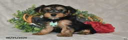 Yorkshire Terrier dogs for sale: Drew - Ad 2