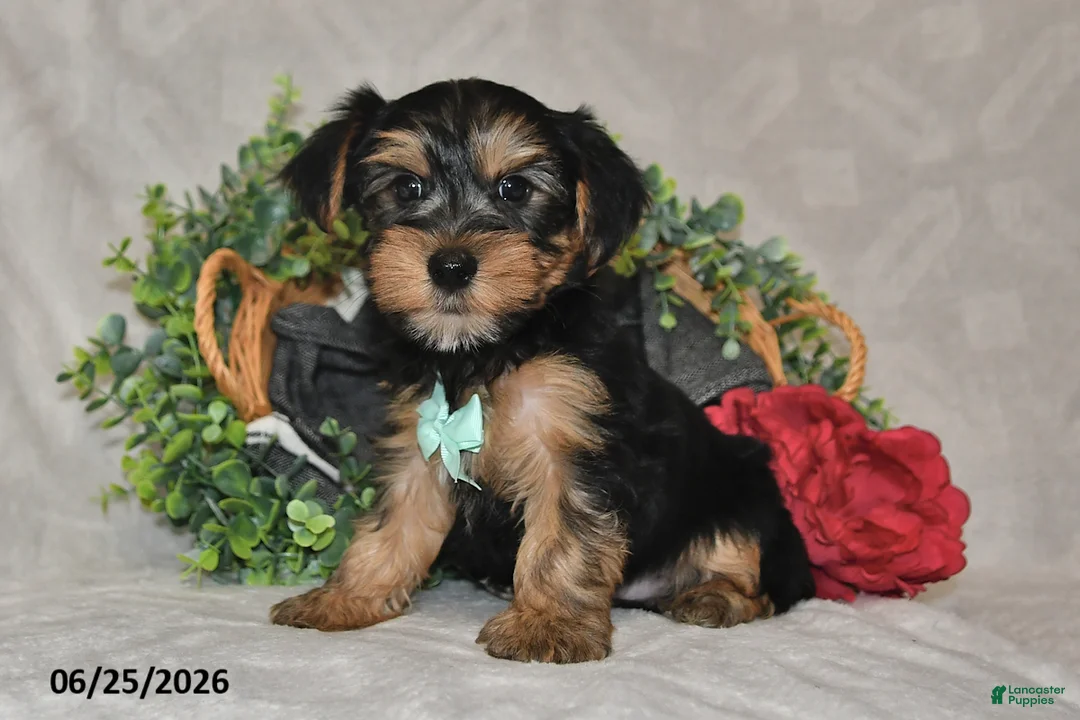 Yorkshire Terrier dogs for sale: Drew - Ad 2