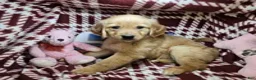 Golden Retriever dogs for sale: Bunny girl - Ad 3