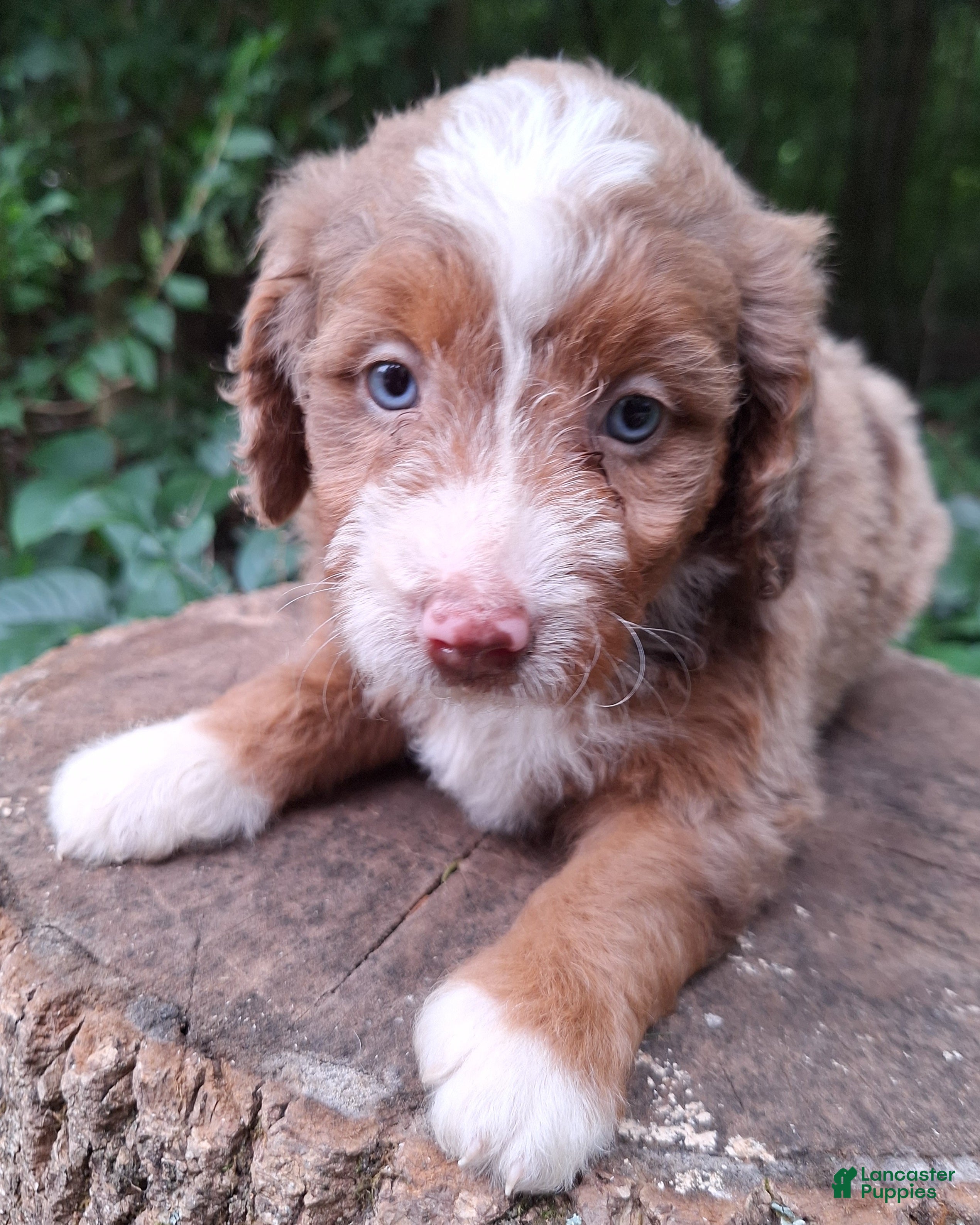 Mini Bernedoodle dogs Daisy - Ad 1
