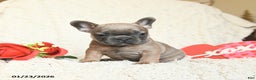 French Bulldog dogs for sale: Benji - Ad 2