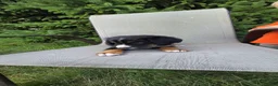 Bernedoodle dogs for sale: Bernedoodle dark green - Ad 3