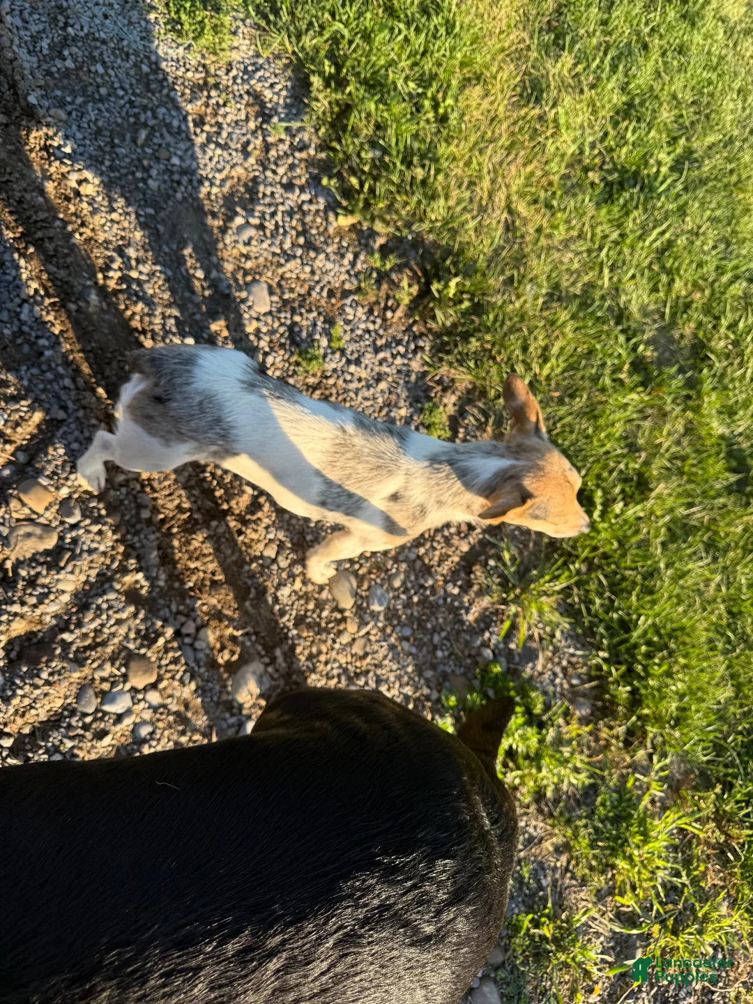 Jack Russell Terrier dogs for sale: Jackson - Ad 5