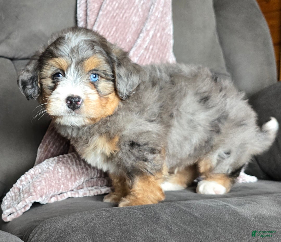 Mini Bernedoodle dogs for sale: Mini Watts - Ad 7