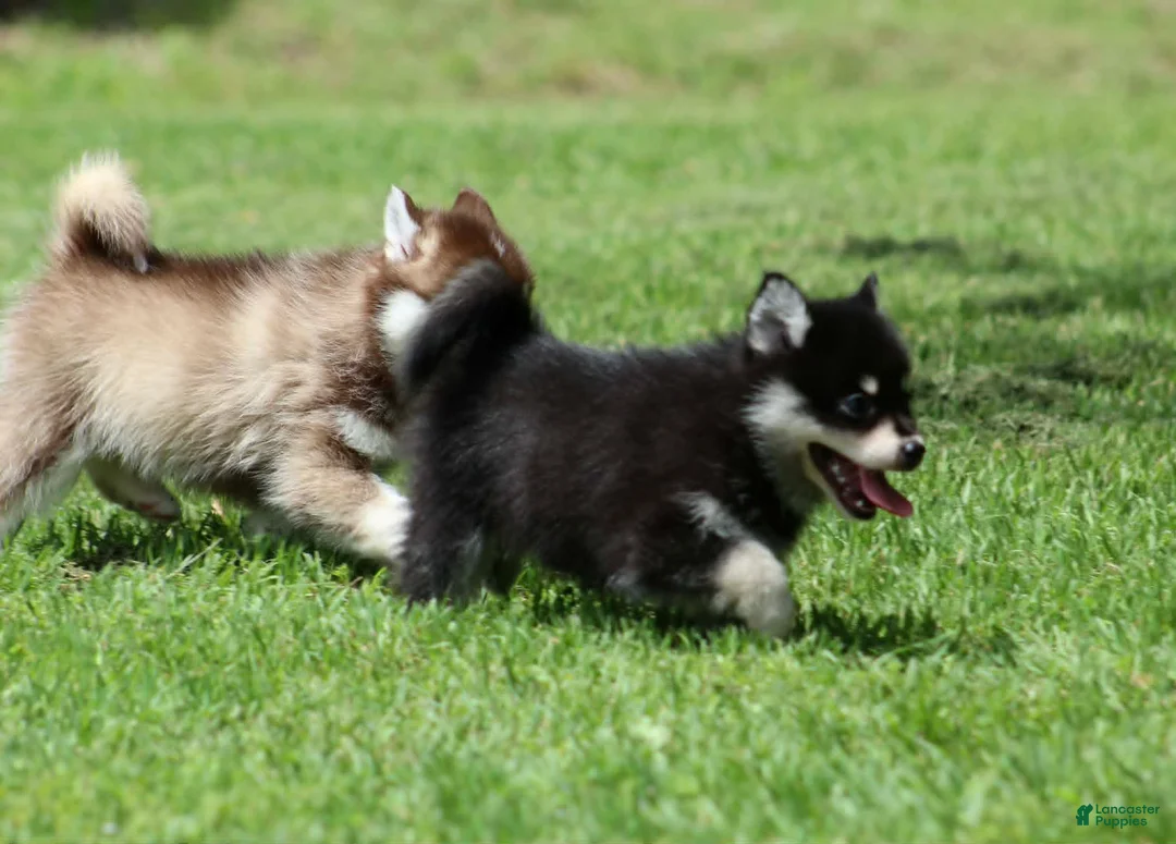 Pomsky dogs for sale: Aster - Ad 9