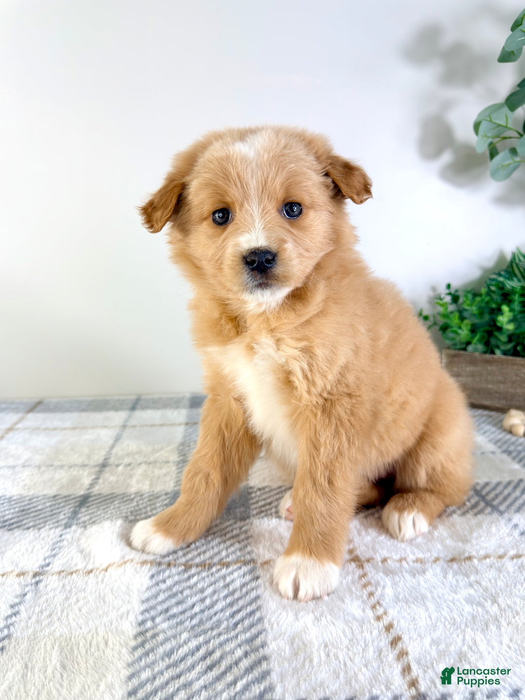 Mixed Breed dogs for sale: Snickerdoodle - Ad 5