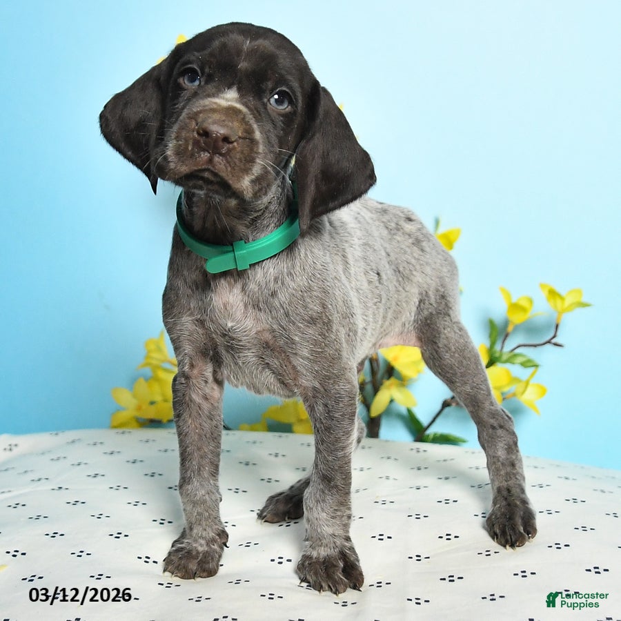 German Shorthaired Pointer dogs Tison - Ad 2
