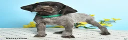 German Shorthaired Pointer dogs for sale: Tison - Ad 2