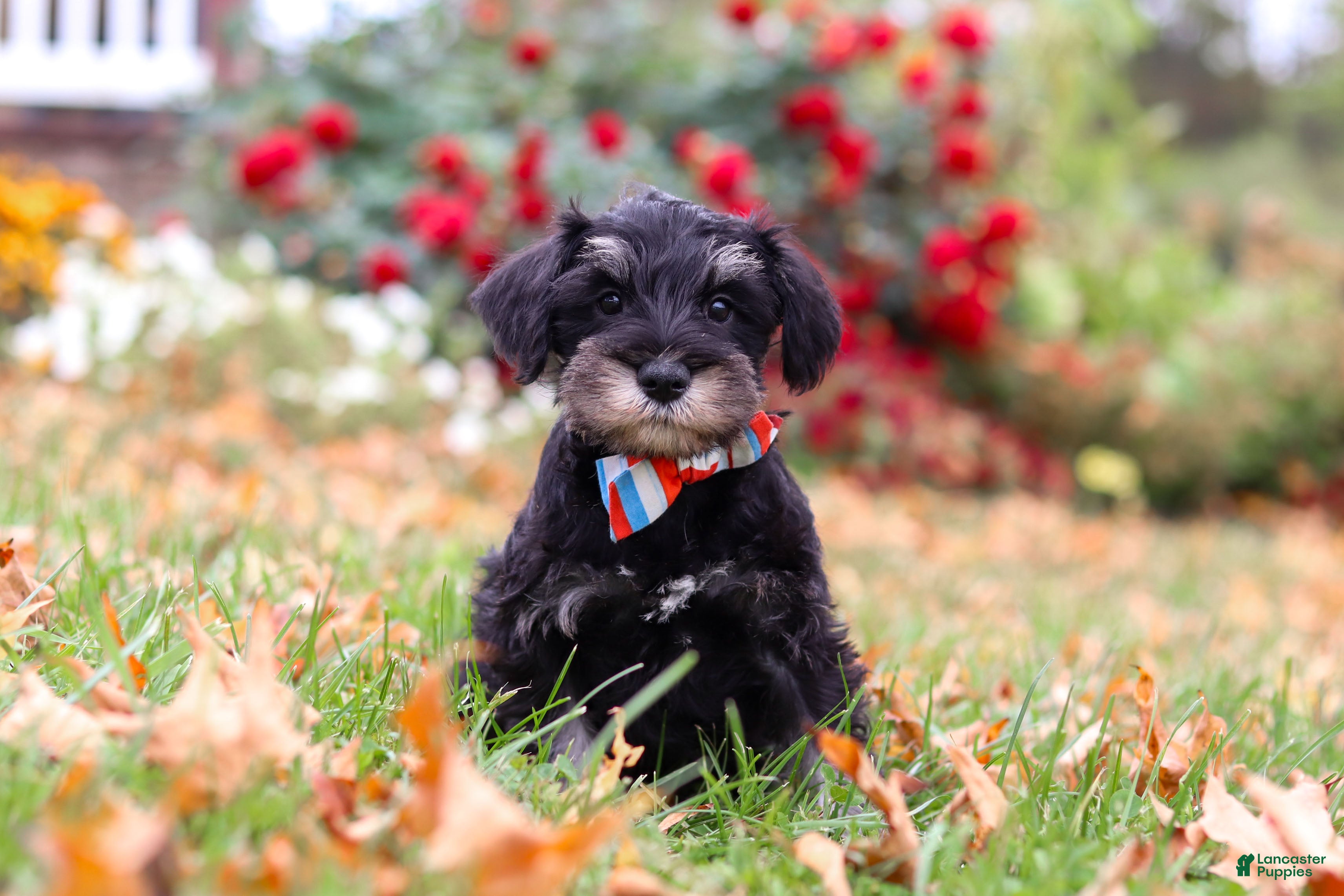 Miniature Schnauzer dogs Otto - Ad 2