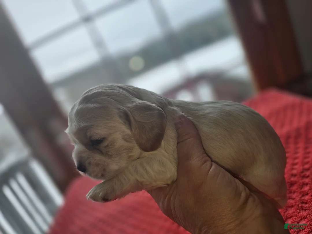 Cocker Spaniel dogs for sale: Cocker Spaniel Puppy 4 - Ad 2
