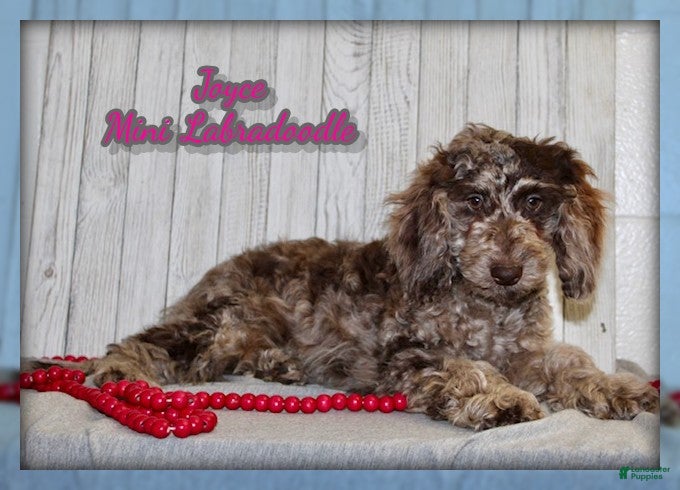 Miniature Labradoodle dogs Joyce - Ad 5