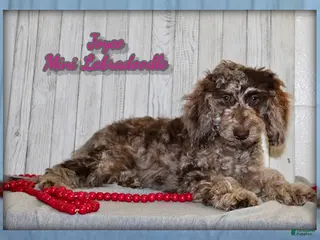 Miniature Labradoodle dogs Joyce - Ad 5