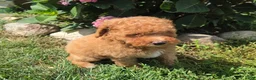 Miniature Poodle dogs for sale: Zera - Ad 4