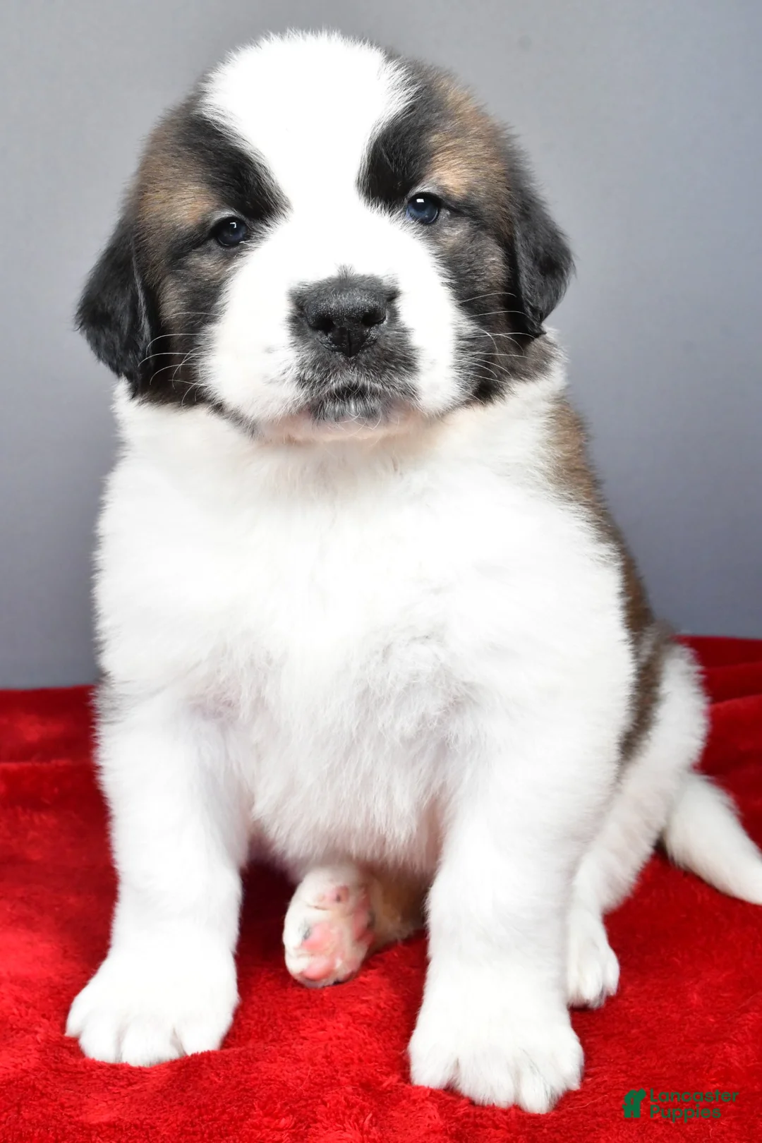 Saint Bernard dogs for sale: amber - Ad 7