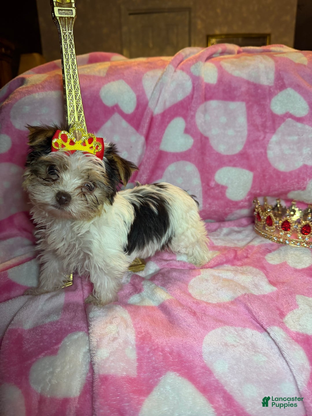 Yorkshire Terrier dogs for sale: Yorkshire Terrier Puppy 1 - Ad 7