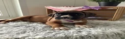 Boxer dogs for sale: Boxer Puppy 3- Susie - Ad 7
