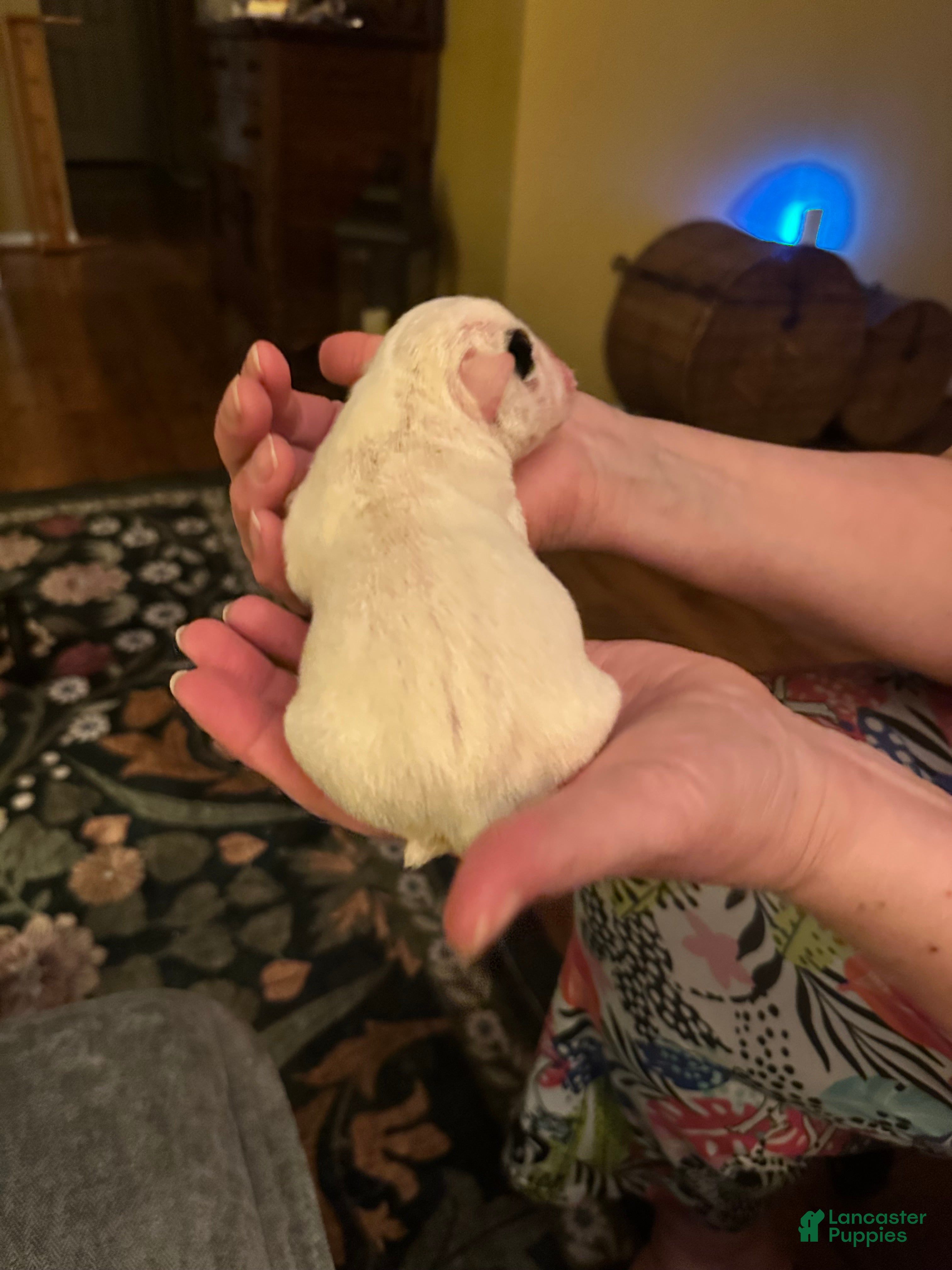 Mixed Breed dogs English Bulldog Puppy 4 - Ad 40