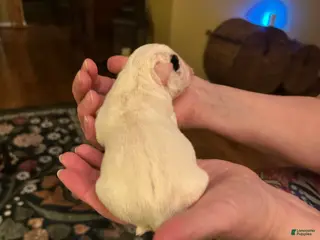 Mixed Breed dogs English Bulldog Puppy 4 - Ad 40