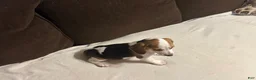 Beagle dogs for sale: Beagle 4 - Ad 2