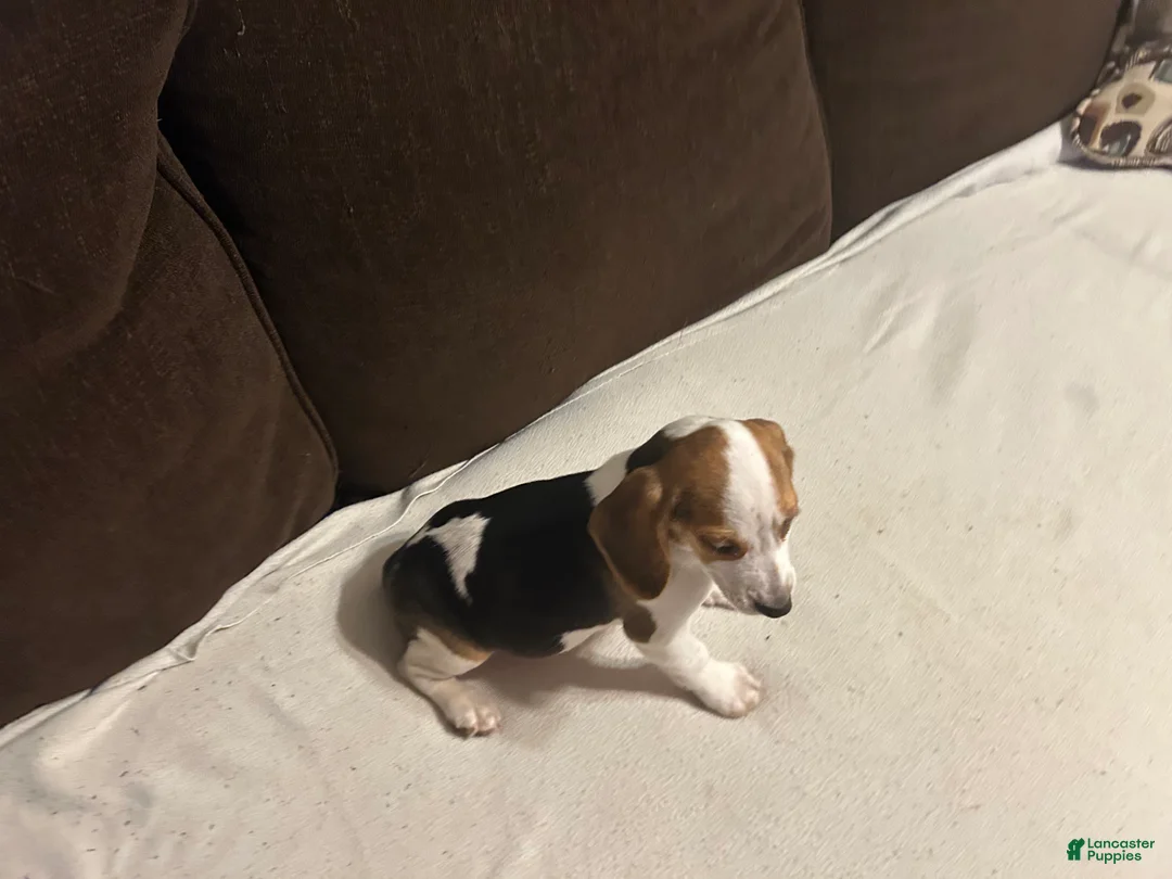Beagle dogs for sale: Beagle 4 - Ad 2