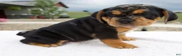 Beabull dogs for sale: Ty - Ad 3