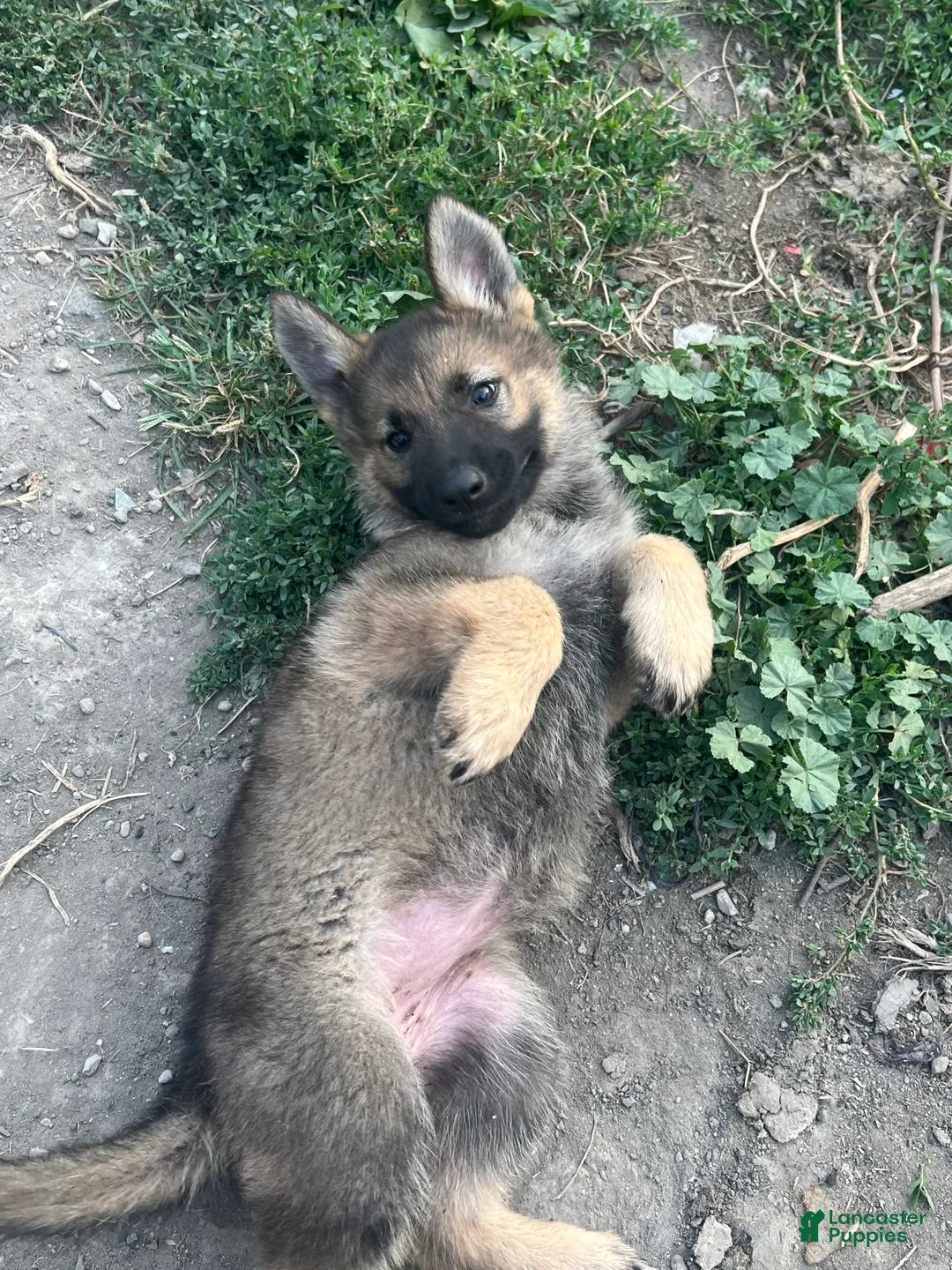 German Shepherd dogs for sale: German Shepherd 3 - Ad 2