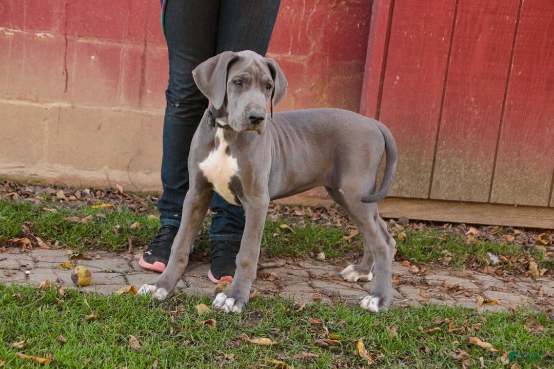 Great Dane dogs for sale: Brittany Great Dane  - Ad 1