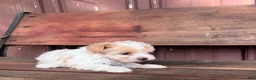 Mixed Breed dogs for sale: Mixed Breed Puppy 1 - Ad 11