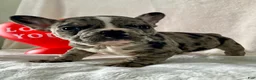 French Bulldog dogs for sale: Pepper - Ad 5