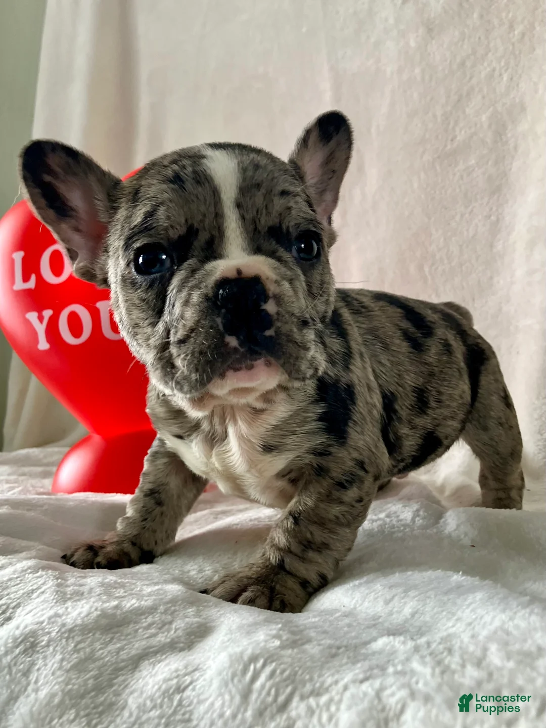 French Bulldog dogs for sale: Pepper - Ad 5
