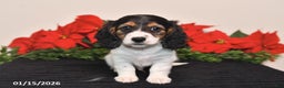Miniature Dachshund dogs for sale: Benny - Ad 5
