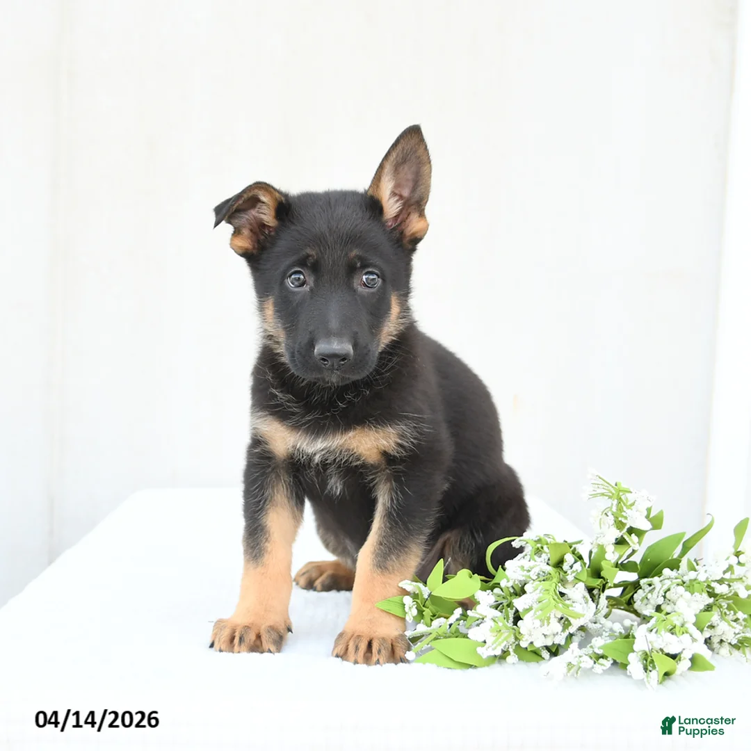 German Shepherd dogs for sale: Drake - Ad 2