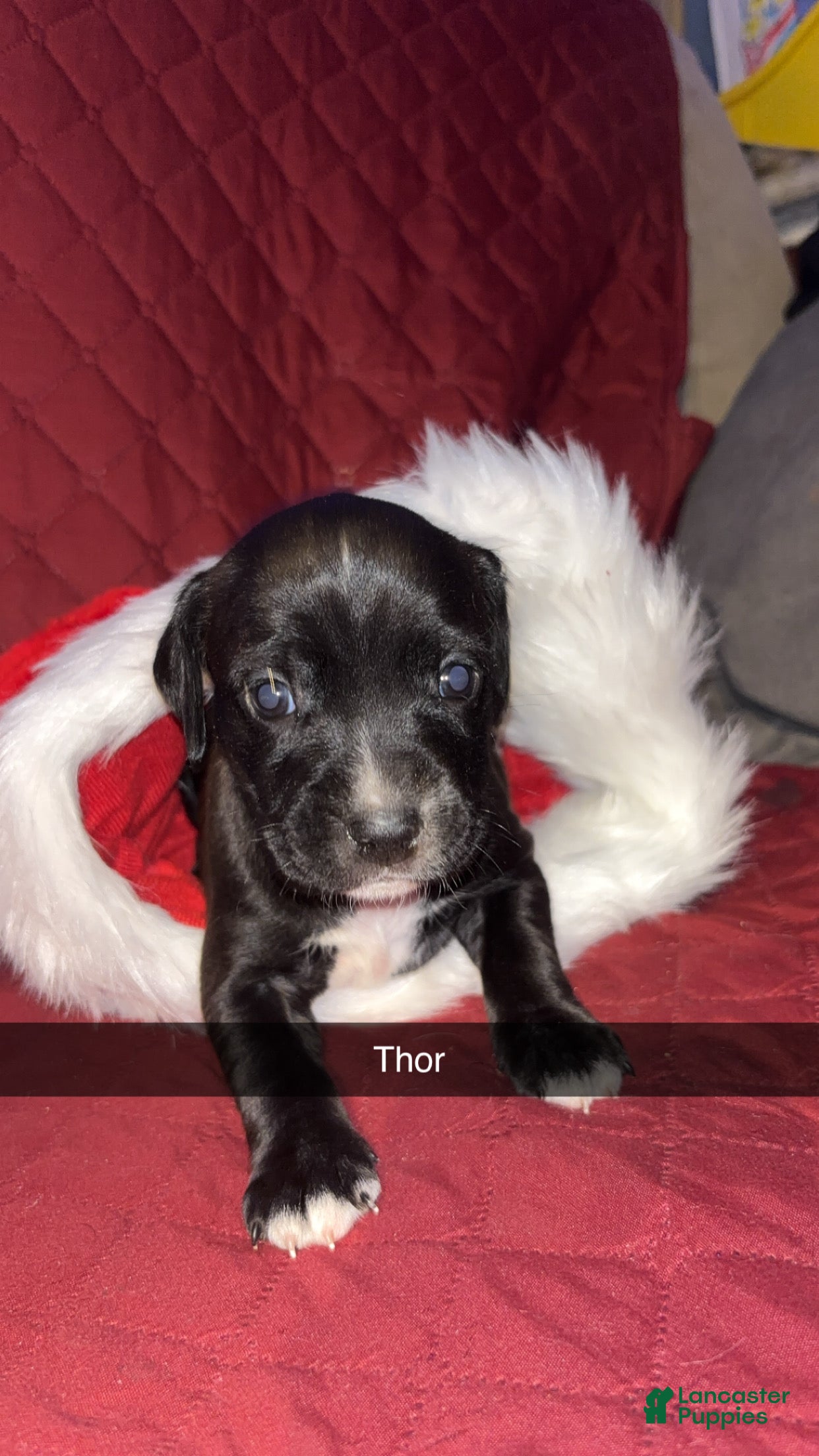Mixed Breed dogs Thor  - Ad 23